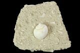 Eocene Fossil Gastropod (Globularia) - Damery, France #103862-1